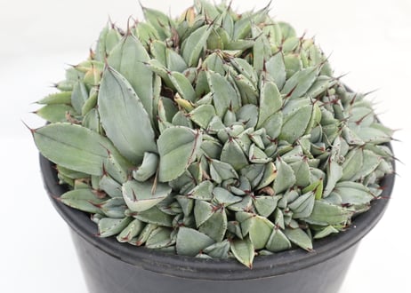 Agave parryi   'Bed of Nails'