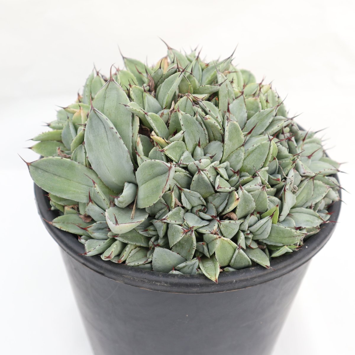 Agave parryi 'Bed of Nails' | mana's farm:塊根植