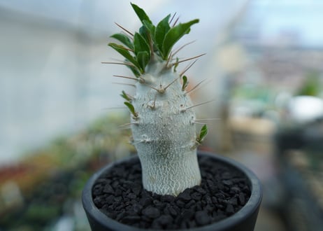 パキポディウム　サンデルシー　Pachypodeium saundersii  No.8