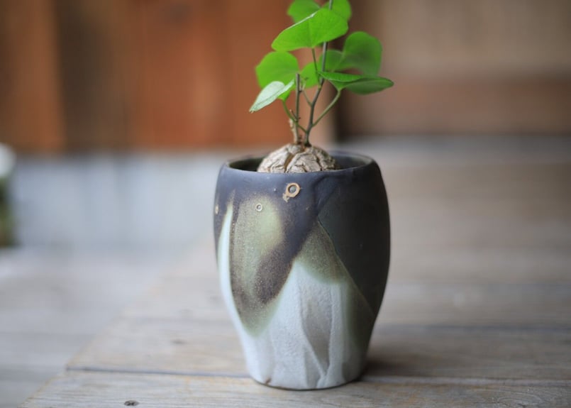 亀甲竜 Dioscorea elephantipes | mana's farm:塊根植物・ア