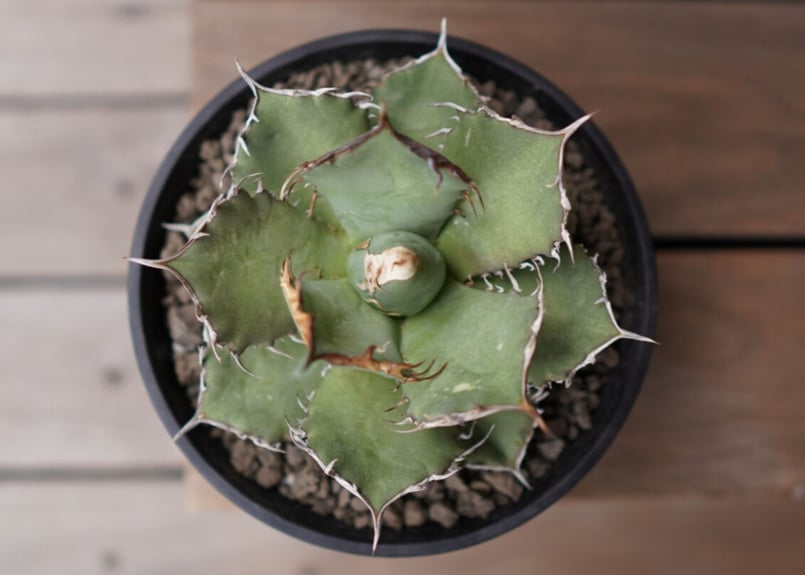 Agave titanota FO-76 A NO.1 | mana's farm:塊根植物・
