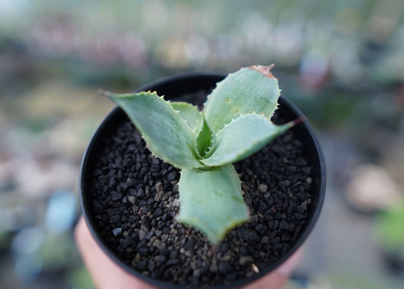 アガベ ポタトラム トレードウィンズ Agave potatorum Tradewinds N