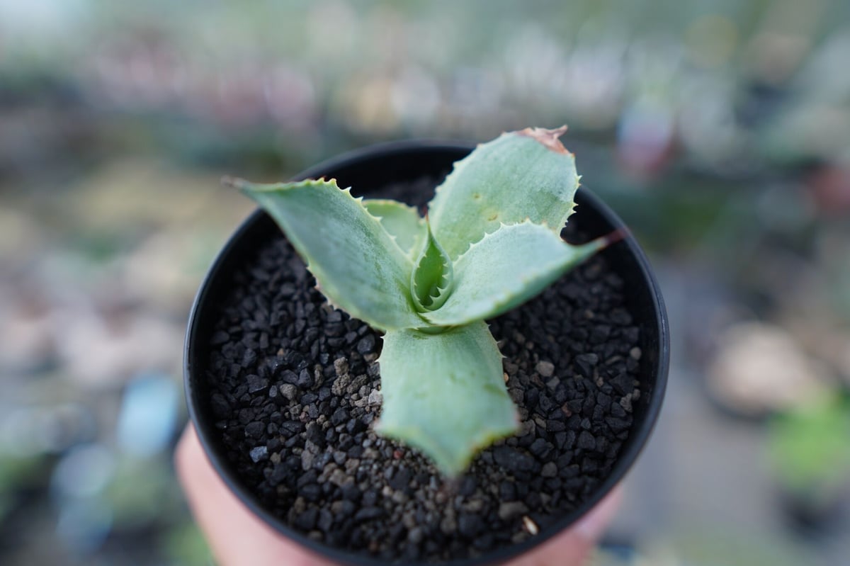 アガベ ポタトラム トレードウィンズ Agave potatorum Tradewinds N