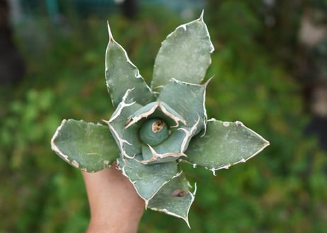 Agave titanota 白鯨 B NO.2