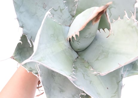 Agave　titanota 　White Ice