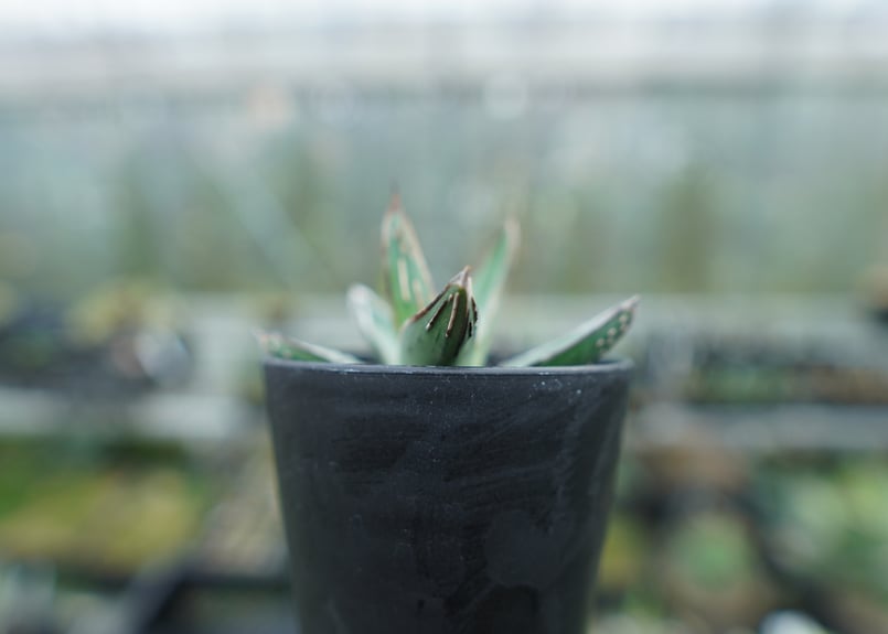 アガベ 　ニッケルシー　大株 アガベ・ニッケルシー 子株付き株 2.5号ポット | | アガベ