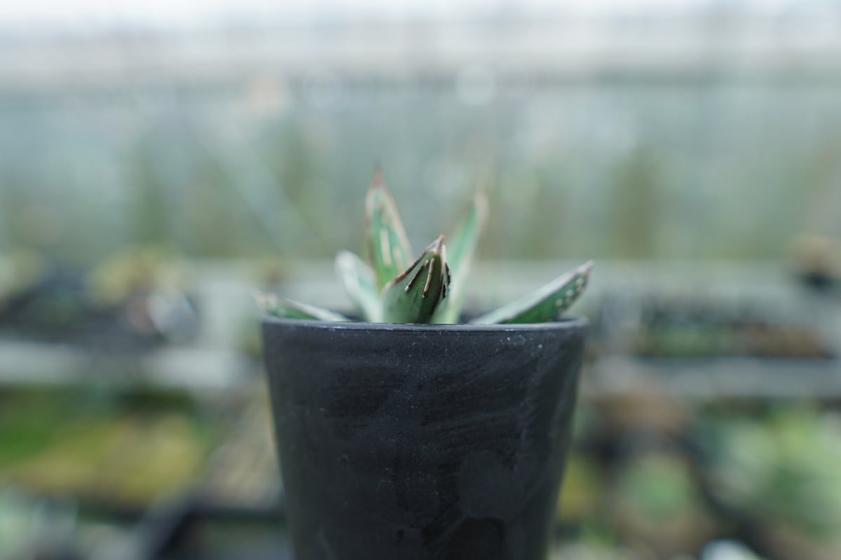 アガベ ニッケルシー Agave nickelsiae | mana's farm:塊根植物