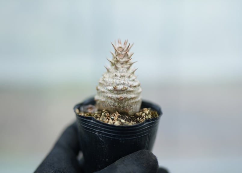 パキポディウム ウィンゾリー 沖縄実生 No.10 | mana's farm:塊根植物