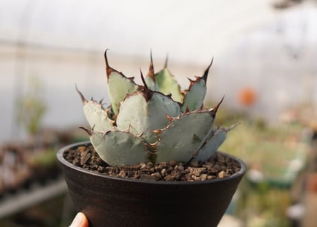Agave titanota 'black and blue'【スタッフ一押し】　No.4
