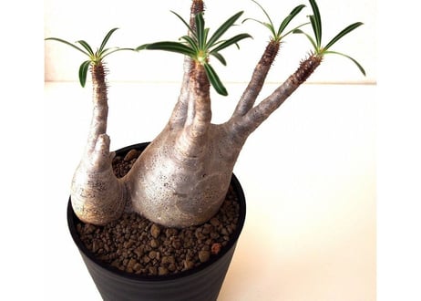 Pachypodium Gracilius パキポディウムグラキリウス