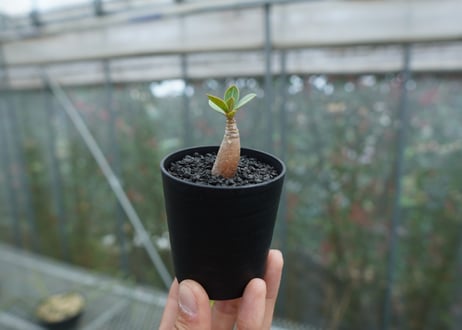 アデニウム　Adenium  No.5