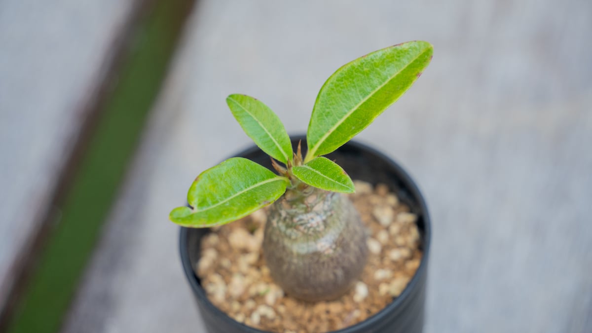 パキポディウム ウィンゾリー 沖縄実生 | mana's farm:塊根植物