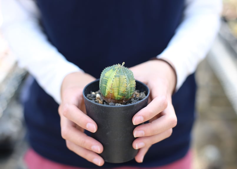 希少 ユーフォルビア オベサ 斑入り ユーフォルビア オベサ 斑入り | mana's farm:塊根植物・アガベ