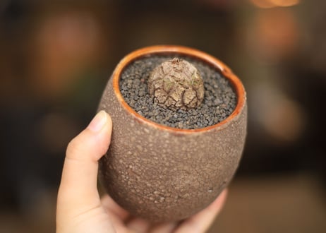 亀甲竜 Dioscorea elephantipes ミニ