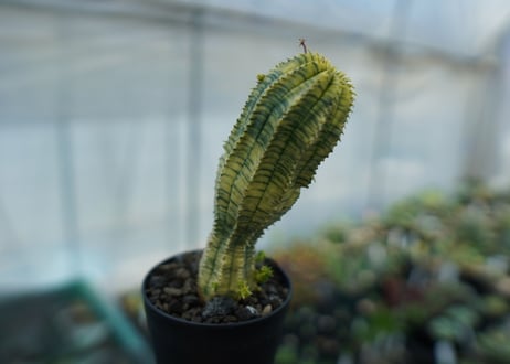 ユーフォルビア　魔紅キリン　Euphorbia　“Makou kirin”