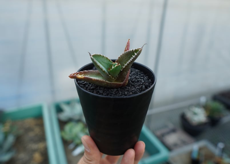 アガベ チタノタ 子株 Agave titanota | mana's farm:塊根植物