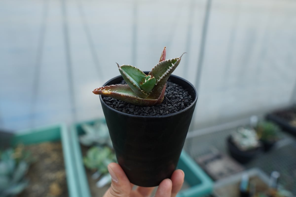 アガベ　チタノタ　クリスマス特価　 最終値下げ　　希少　MS-WV子株 アガベ チタノタ 子株 Agave titanota | mana's farm:塊根植物