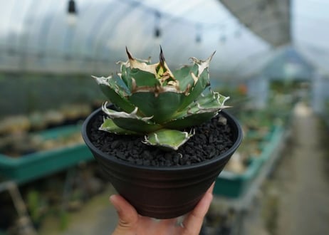 アガベ　チタノタ　鬼爪雪峰  Agave titanota “Onitsume Yukimine” 子株　No.1