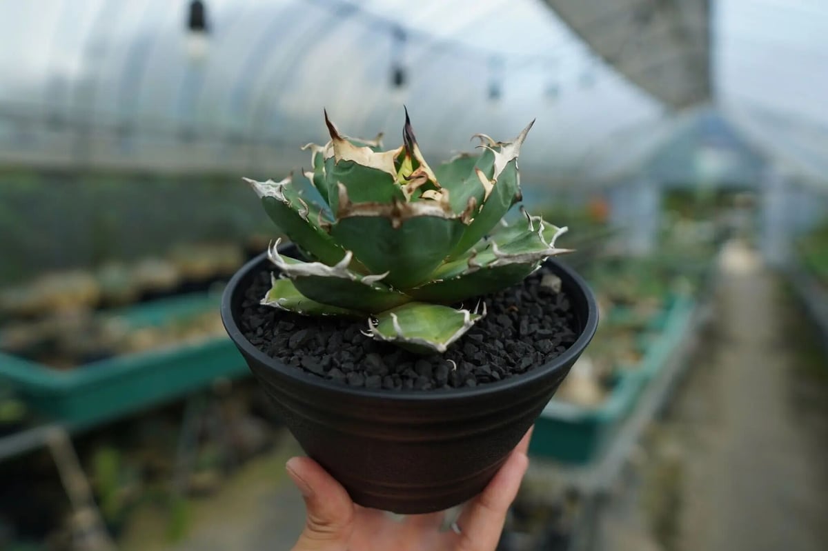 アガベ チタノタ 鬼爪雪峰 Agave titanota “Onitsume Yukimin