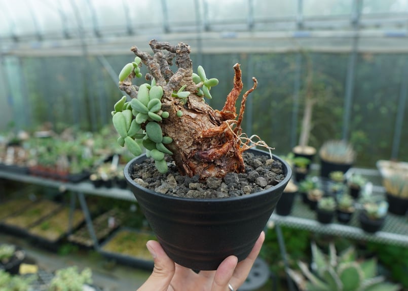 ケラリア ピグマエア Ceraria pygmaea No.3 | mana's farm:塊