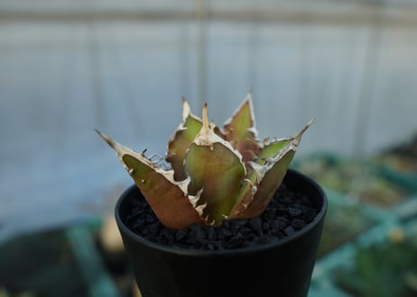 アガベ　チタノタ　レッドキャットウィーズル　Agave titanota Red catweezle