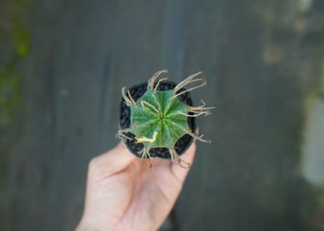 ユーフォルビア　スーパーバリダ　Euphorbia super valida  No.10