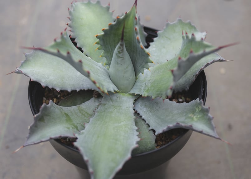 アガベ ポタトラム キャメロン ブルー | mana's farm:塊根植物・アガベ