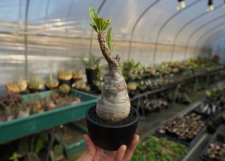 パキポディウム　グラキリス　 Pachypodium Gracilius  No.9