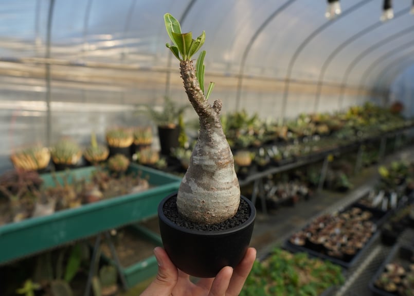 パキポディウム グラキリス Pachypodium Gracilius No.9 | ma