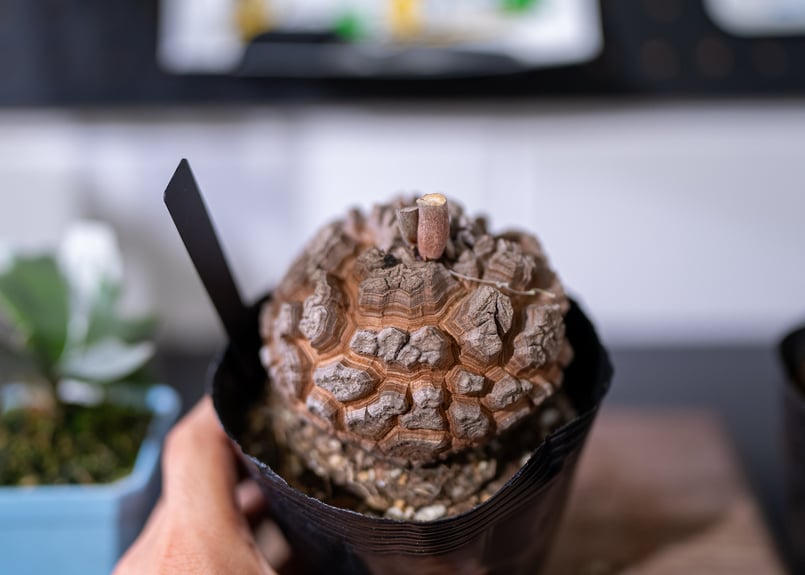 パームルート 龍亀 長谷川園芸産】 亀甲竜 No.3 4寸 | mana's farm:塊根植物