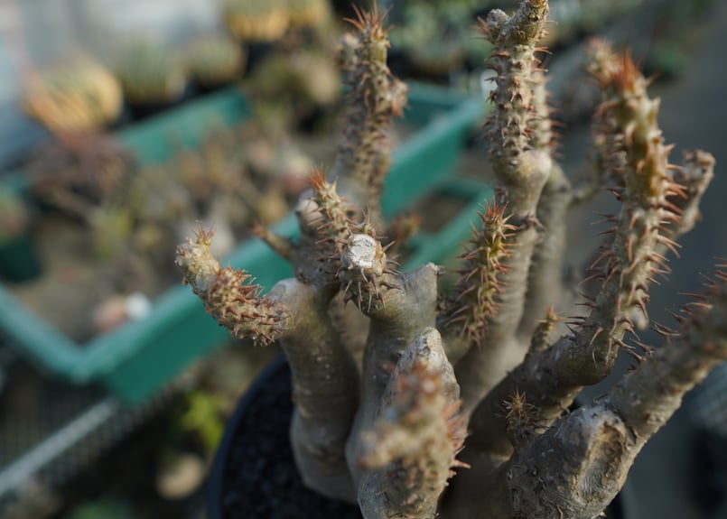 パキポディウム マカイエンセ Pachypodium makayense No.3 | man