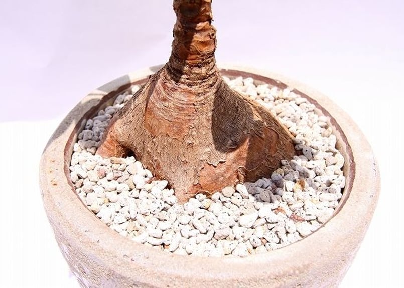 フィランサス ミラビリス | mana's farm:塊根植物・アガベ・ドライ