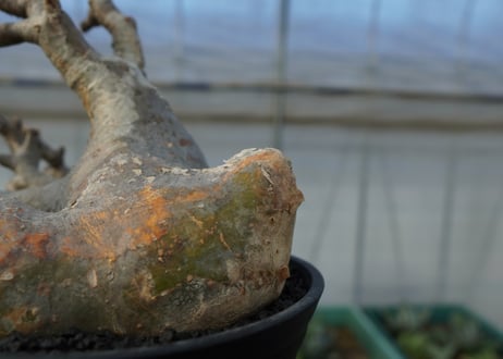 パキポディウム　グラキリス　Pachypodium Gracilius　No.1