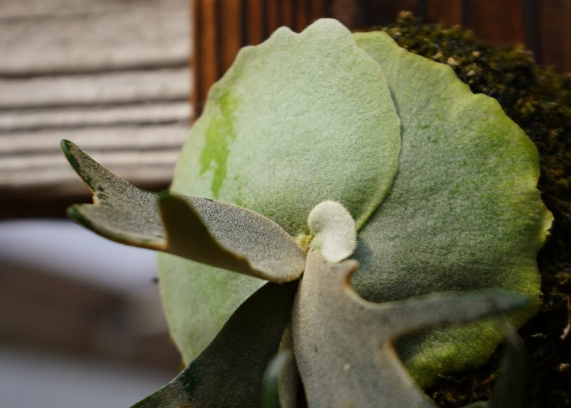 ビカクシダ ウィリンキー ジェイドガール P. willinckii 'Jade Girl'