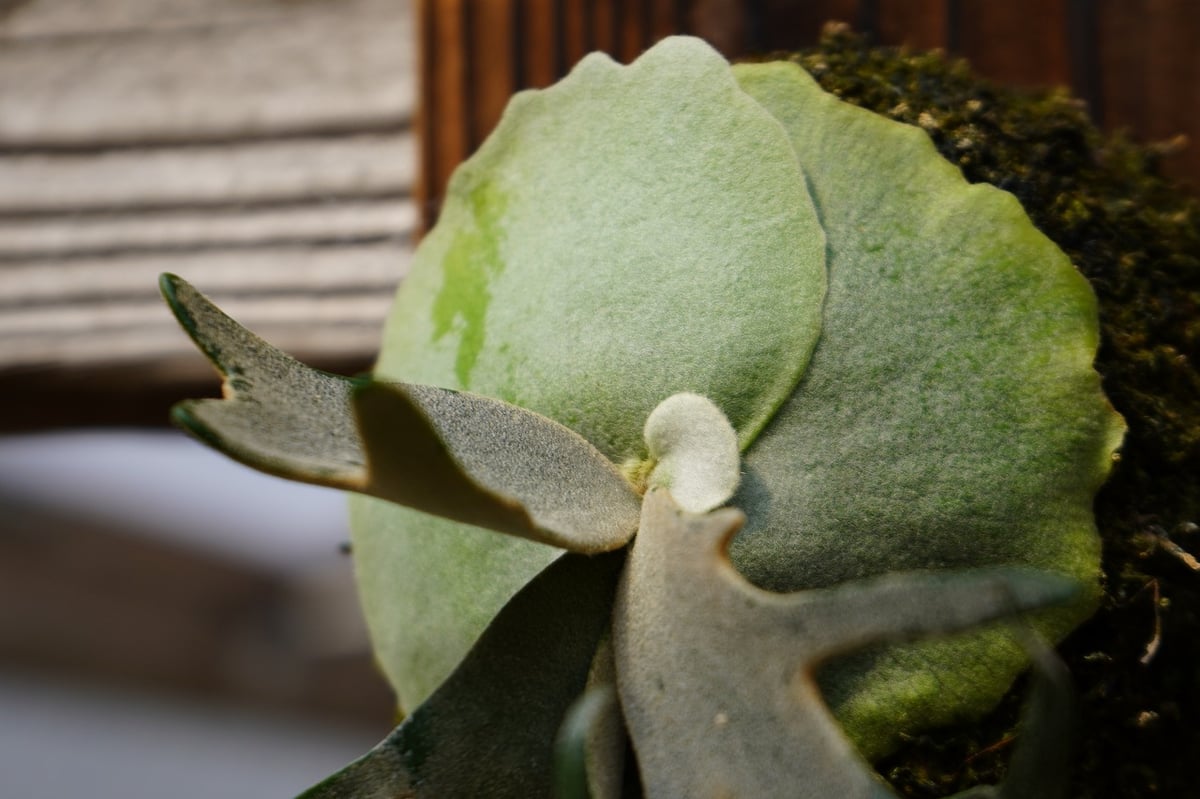ビカクシダ ウィリンキー ジェイドガール P. willinckii 'Jade Girl'