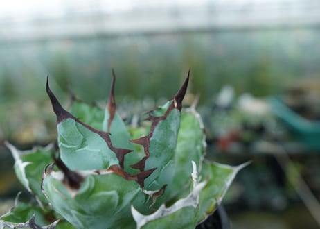 アガベ　チタノタ　 ブラックアンドブルー 　Agave titanota black and blue　No.3