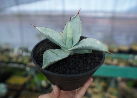 アガベ　ドラゴントゥース　Agave Dagontoes　No.5