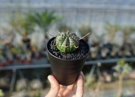 ユーフォルビア　スーパーバリダ　Euphorbia super valida  No.1