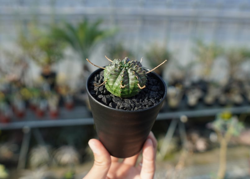ユーフォルビア スーパーバリダ Euphorbia super valida No.1 |