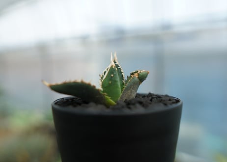 アガベ　チタノタ　狼人　agave titanota "狼人"　No.1