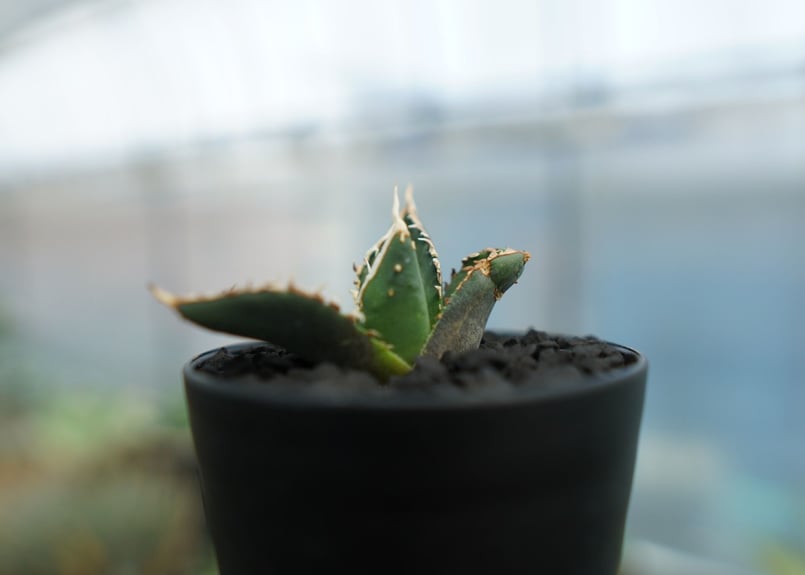 アガベ チタノタ 狼人 agave titanota 
