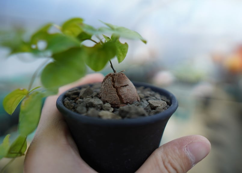 亀甲竜 Dioscorea elephantipes C1 | mana's farm:塊根植