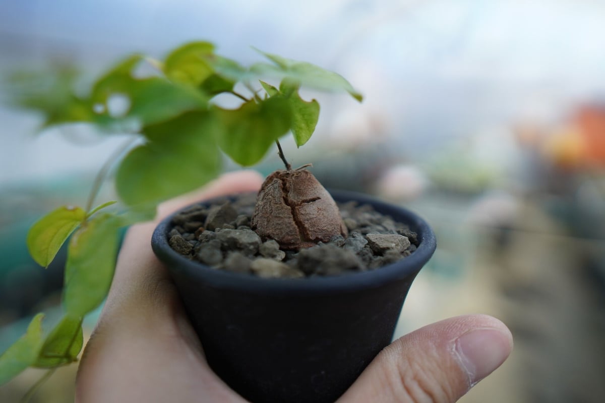 亀甲竜C 亀甲竜 Dioscorea elephantipes C1 | mana's green:塊根