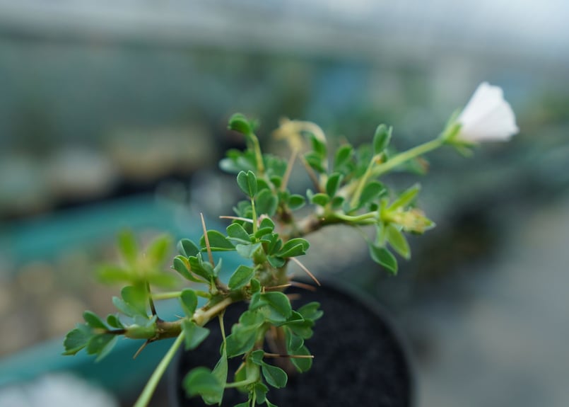 サルコカウロン バンデリエティアエ Sarcocaulon vanderietiae No.1