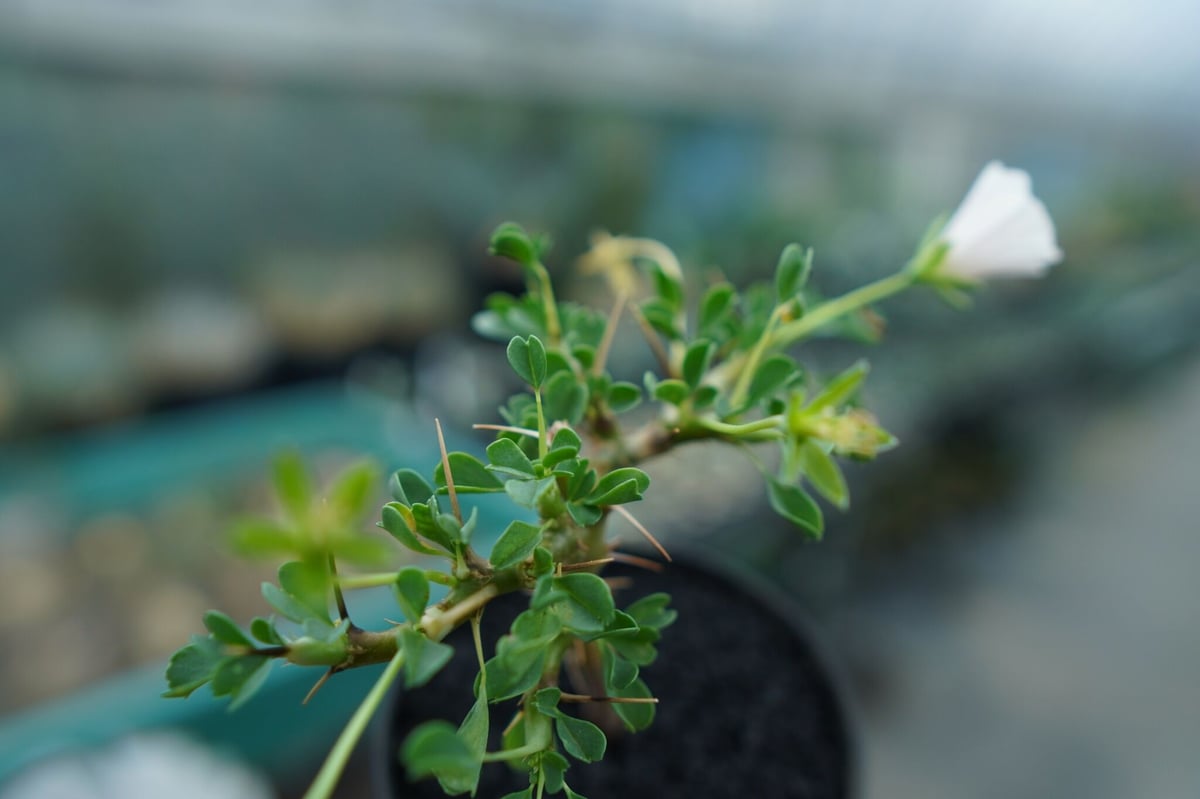サルコカウロン バンデリエティアエ Sarcocaulon vanderietiae No.1