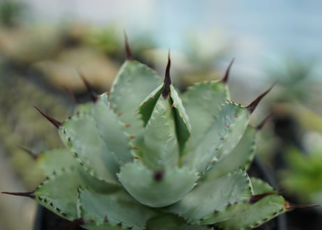 アガベ　マクロアカンサ×ポタトラム　 Agave macroacantha×potatorum  No.2