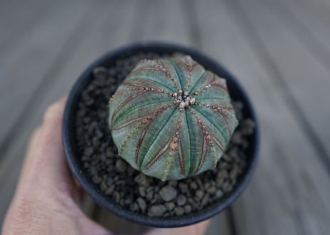 ユーフォルビア オベサ　euphorbia Obesa