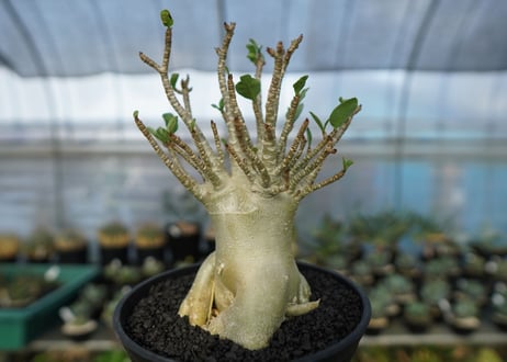 アデニウム　Adenium　No.5