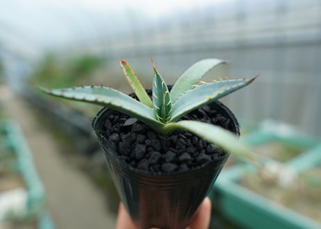 アガベ　屈原の舞扇 Agave 'Kutsugen no Maiougi'   No.2