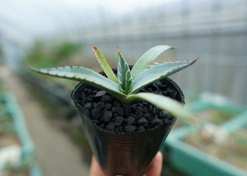 アガベ 屈原の舞扇 Agave 'Kutsugen no Maiougi' No.2 |